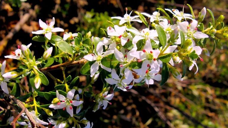 Buch odchodzi w cystolax